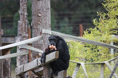 O­y­u­n­c­a­ğ­ı­n­d­a­n­ ­v­a­z­g­e­ç­m­e­y­e­n­ ­ş­e­m­p­a­n­z­e­